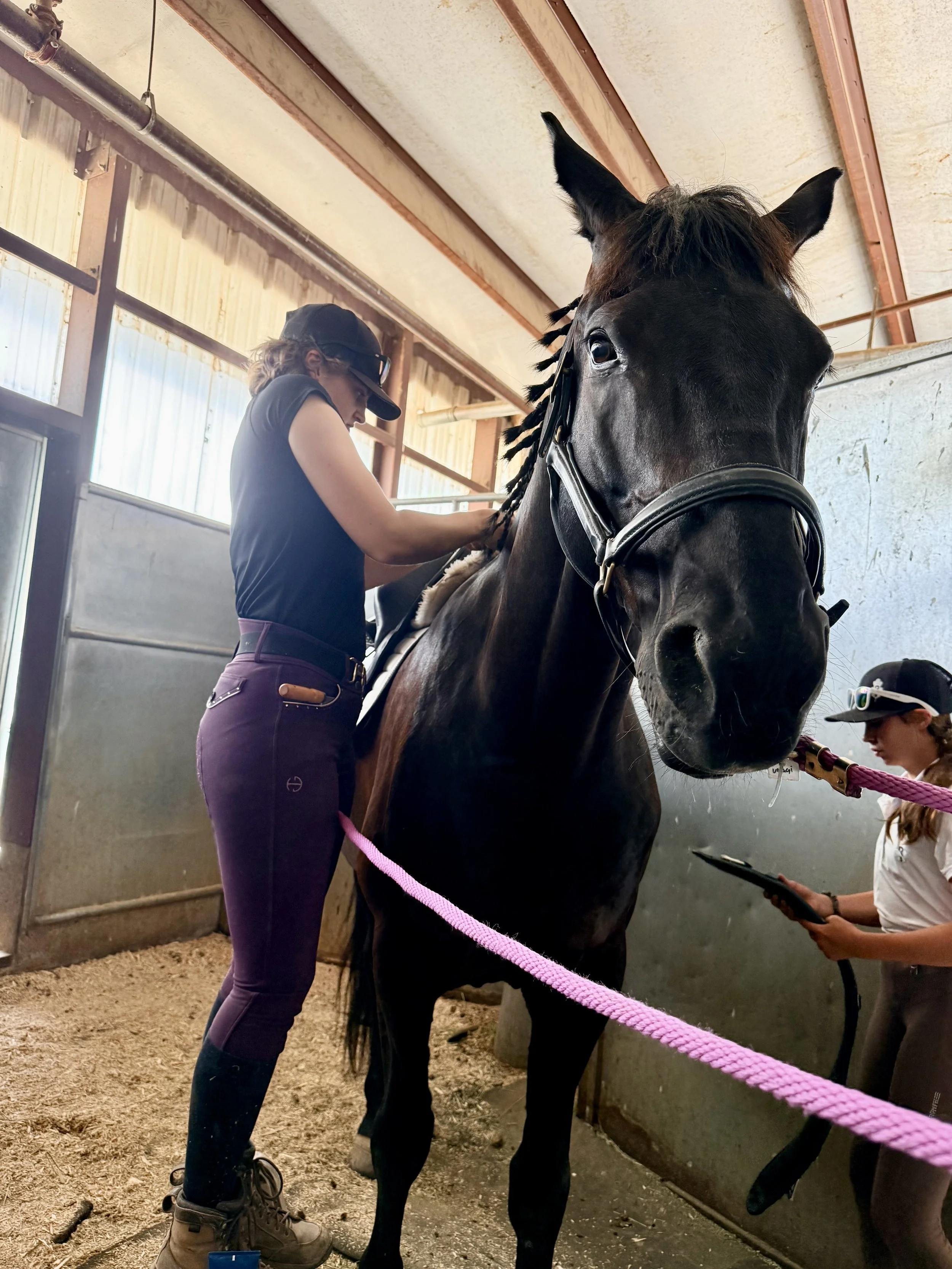 grooming KWPN horse