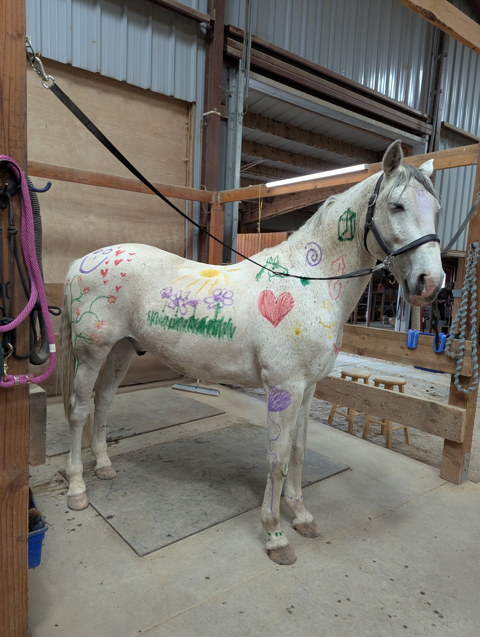 Lusitano horse 