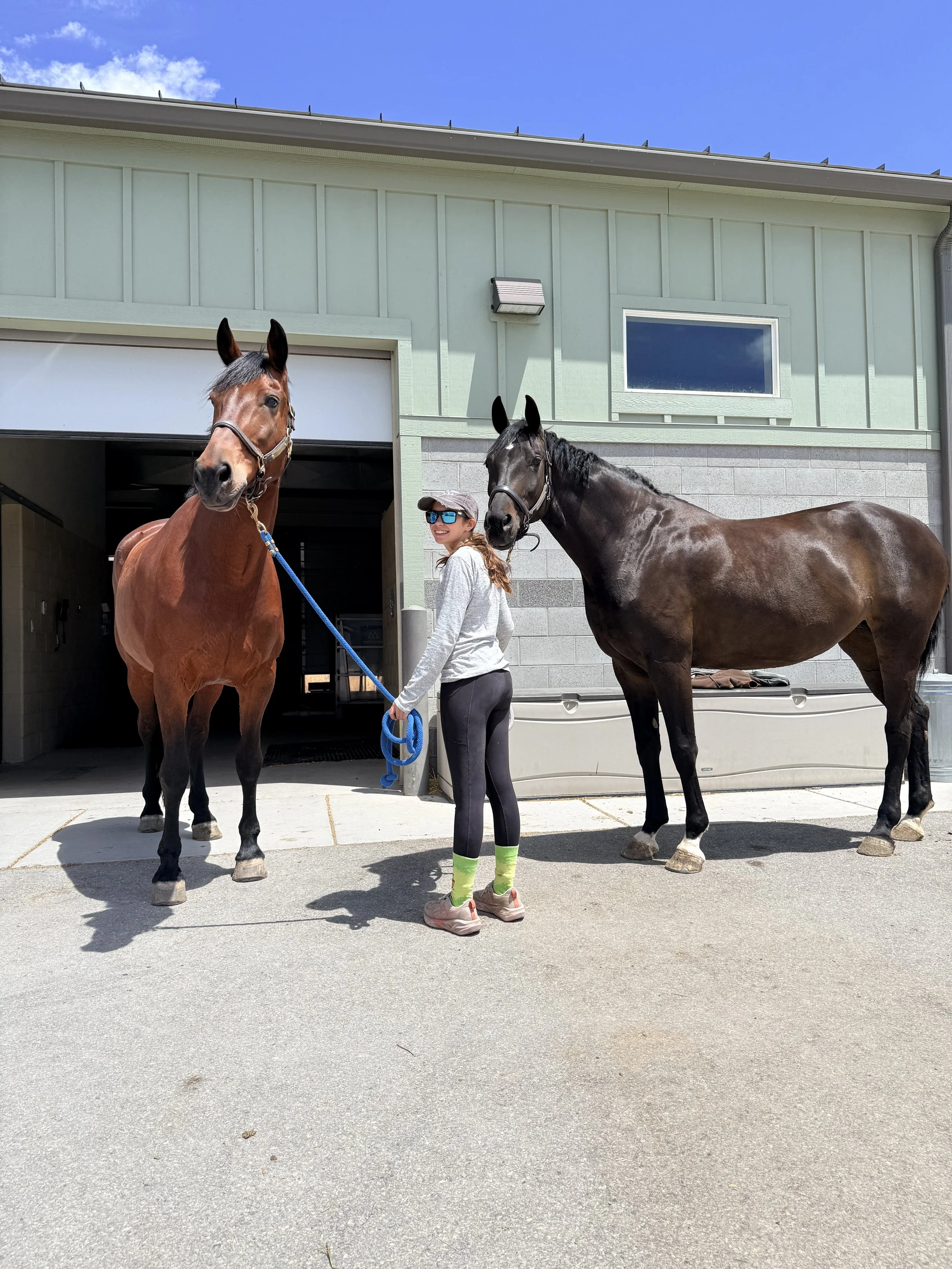 young girl dressage horses at vet