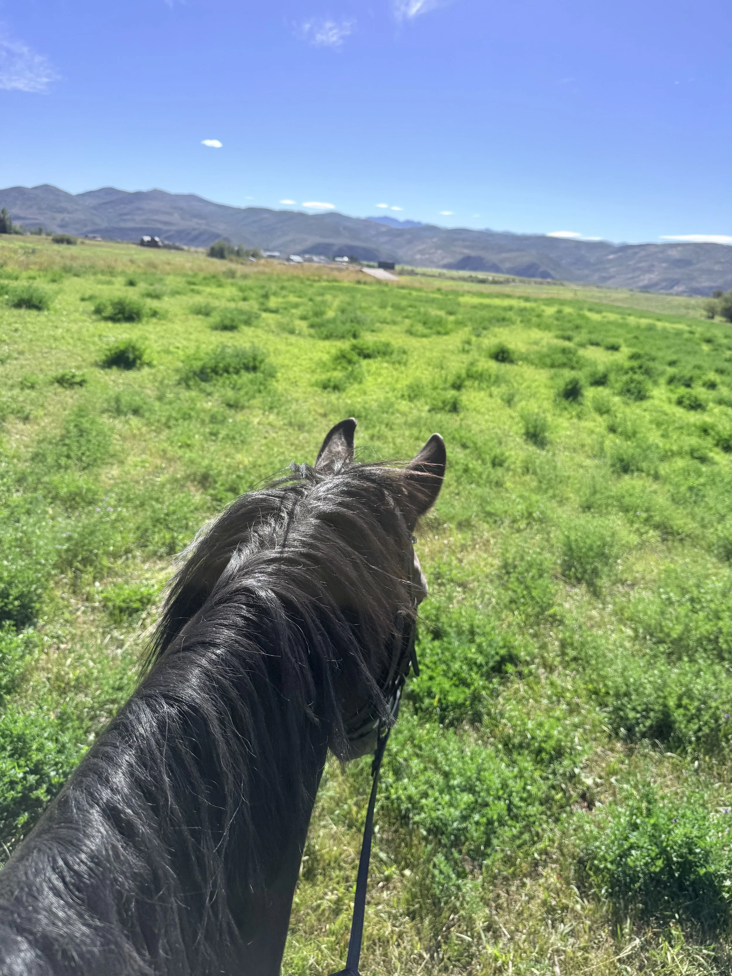 GIzmo going for a field ride