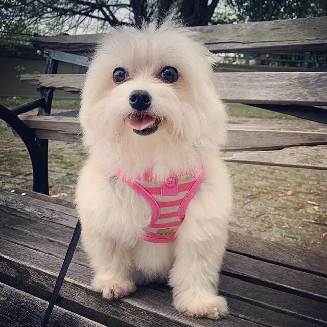 My favorite FLOOF ball is such a bright little delight on a gloomy day! #pomtese #pomteseofinstagram #pomeranianmix #maltesemix #pomeraniansofinstagram #malteseofinstagram #sofetch #thatsgofetch #gofetch #makingfetchhappen #fetch #dogwalking 
#dogwal