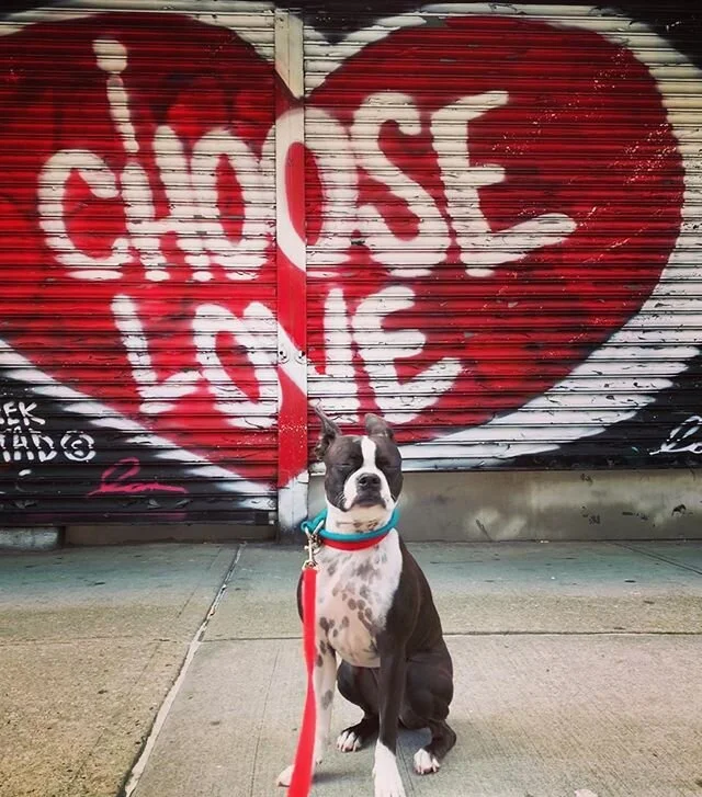 Choose ❤️ #bostonterriernation #bostonterriersofinstagram #bostonterrier #bostonterrierlove #bostonterriersforever #bostonterrierlife #sofetch #thatsgofetch #gofetch #makingfetchhappen #fetch #dogwalking 
#dogwalker #dogsofNYC #dogsoftribeca #tribeca