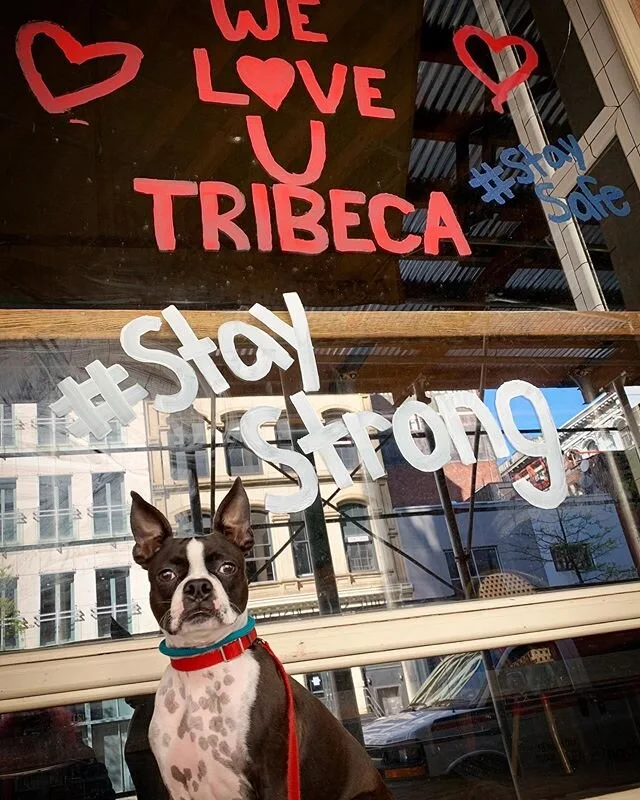 #bostonterriernation #bostonterriersofinstagram #bostonterrier #bostonterrierlove #bostonterriersforever #bostonterrierlife #sofetch #thatsgofetch #gofetch #makingfetchhappen #fetch #dogwalking 
#dogwalker #dogsofNYC #dogsoftribeca #tribecadogs #life