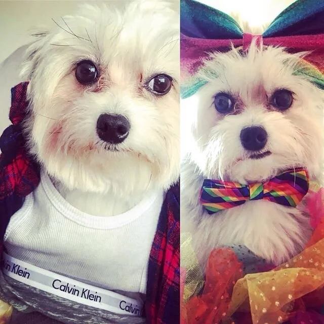 When #shecandoboth ❤️🌈👩&zwj;❤️&zwj;💋&zwj;👩😍. Happy Pride Y&rsquo;all! #pridemonth #nycpride #pomtese #pomteseofinstagram #pomeranianmix #maltesemix #sofluffyicoulddie #thatsoffetchnyc #thatsgofetch #dogsofdumbo #dogsofbrooklyn #pomeraniansofinst