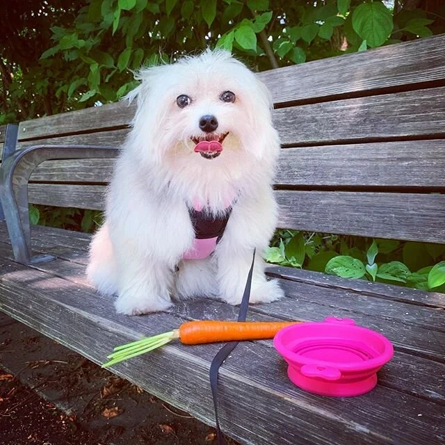 Snacks in the shade! #cleaneating #organic #hydrate 
#pomtese #pomteseofinstagram #pomeranianmix #maltesemix #pomeraniansofinstagram #malteseofinstagram #sofetch #thatsgofetch #gofetch #makingfetchhappen #fetch #dogwalking 
#dogwalker #dogsofNYC #dog