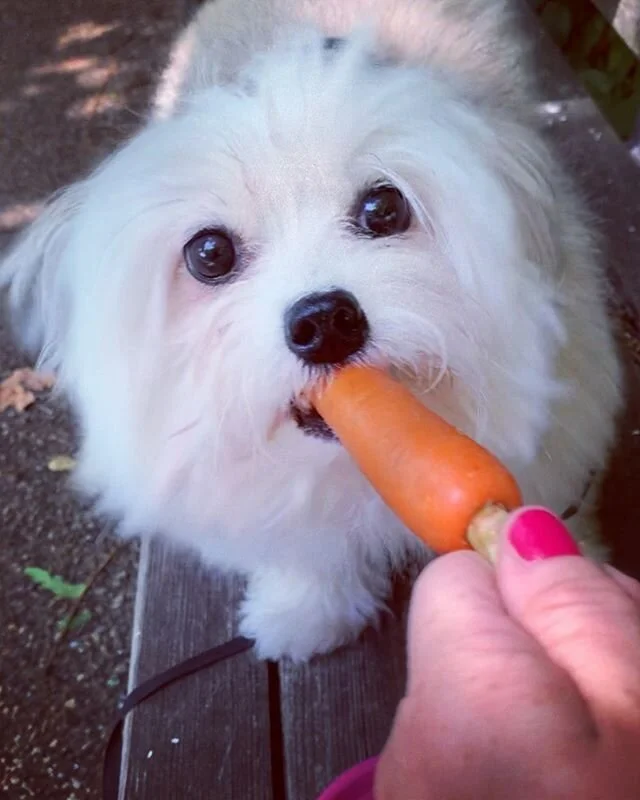 Girlfriend loves her carrots! I could probably stand to eat a veggie myself today.....can&rsquo;t let that &ldquo;quarantine15&rdquo; be a thing! #cleaneating #pomtese #pomteseofinstagram #pomeranianmix #maltesemix #pomeraniansofinstagram #malteseofi