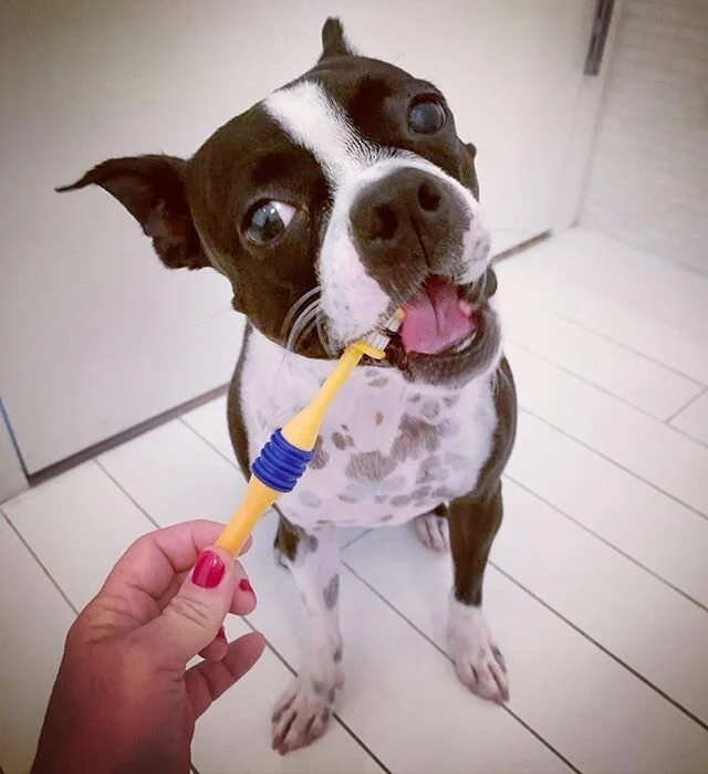 Phase2 means beauty treatments! Beans loathes doing her nails but LOVES &ldquo;teeth time&rdquo; 
#bostonterriernation #bostonterriersofinstagram #bostonterrier #bostonterrierlove #bostonterriersforever #bostonterrierlife #sofetch #thatsgofetch #gofe
