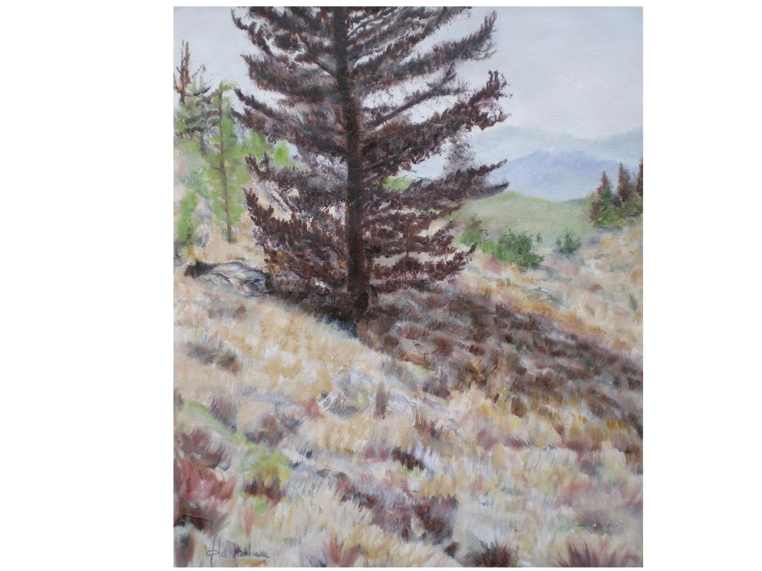 Lone Pine Tree.jpg