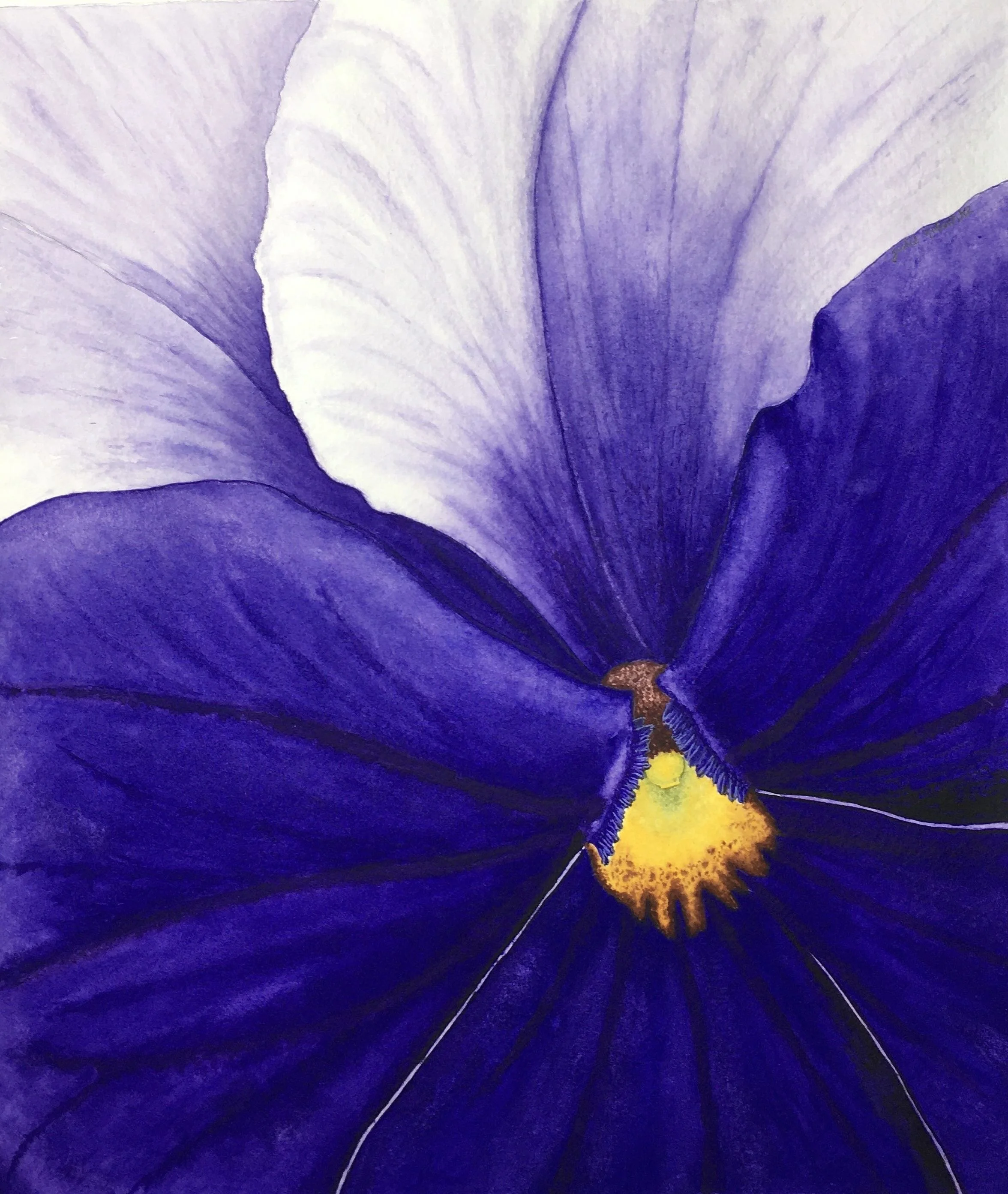 Pansy.jpg