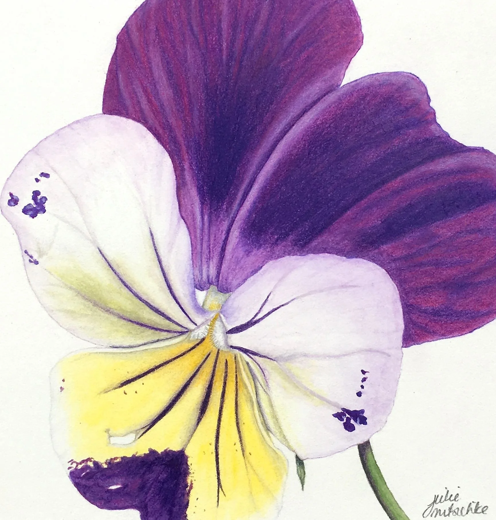Viola cropped.jpg