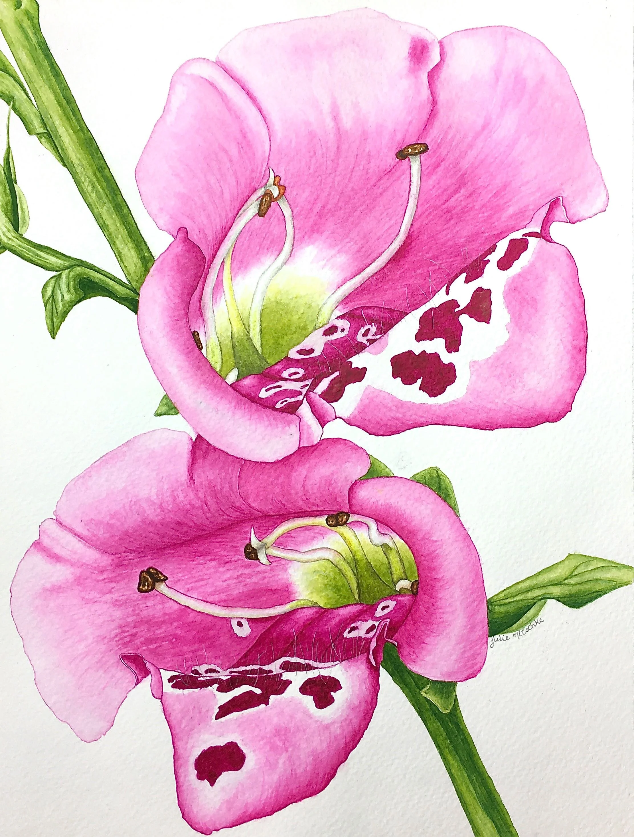 Foxglove.jpg
