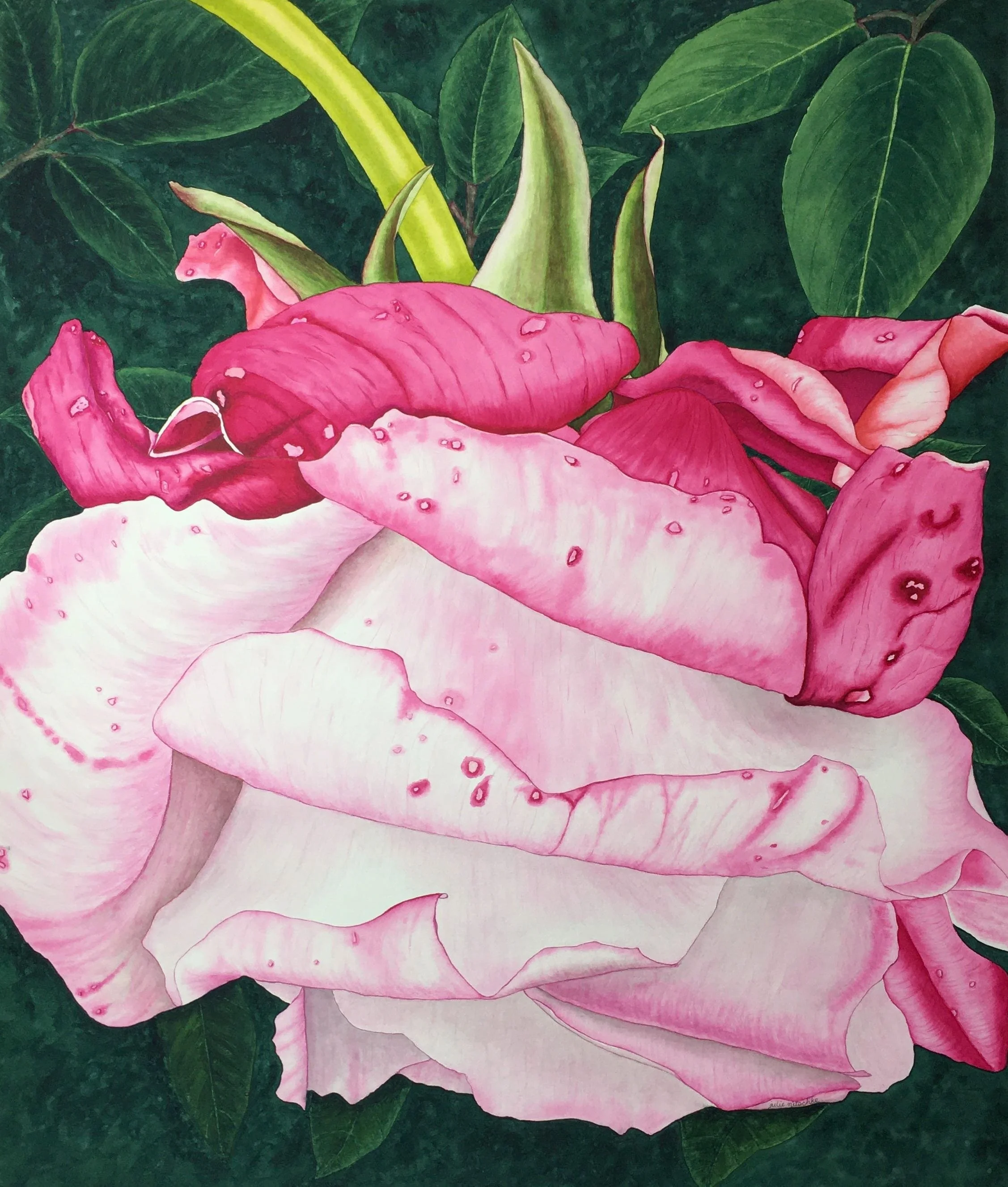 Rose Maman Cochet.jpg