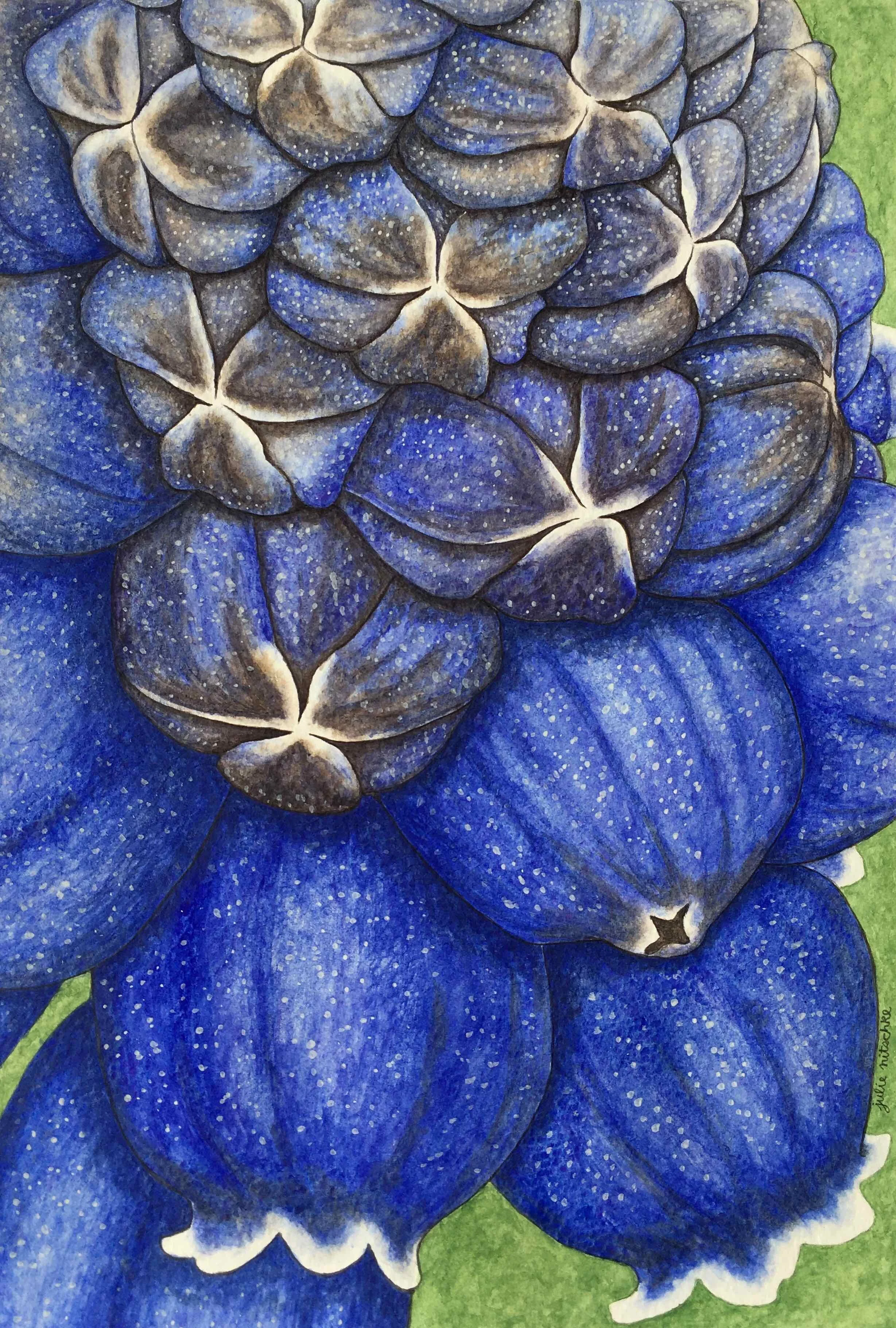 Grape hyacinth low resolution.jpg