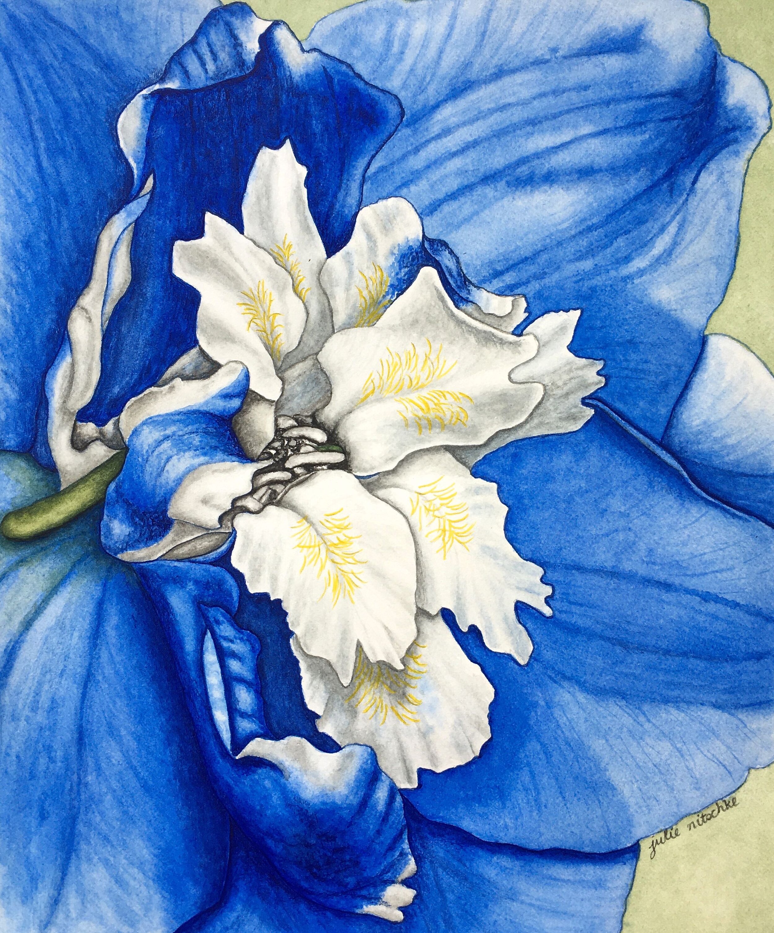 Delphinium sky blue 2.jpg