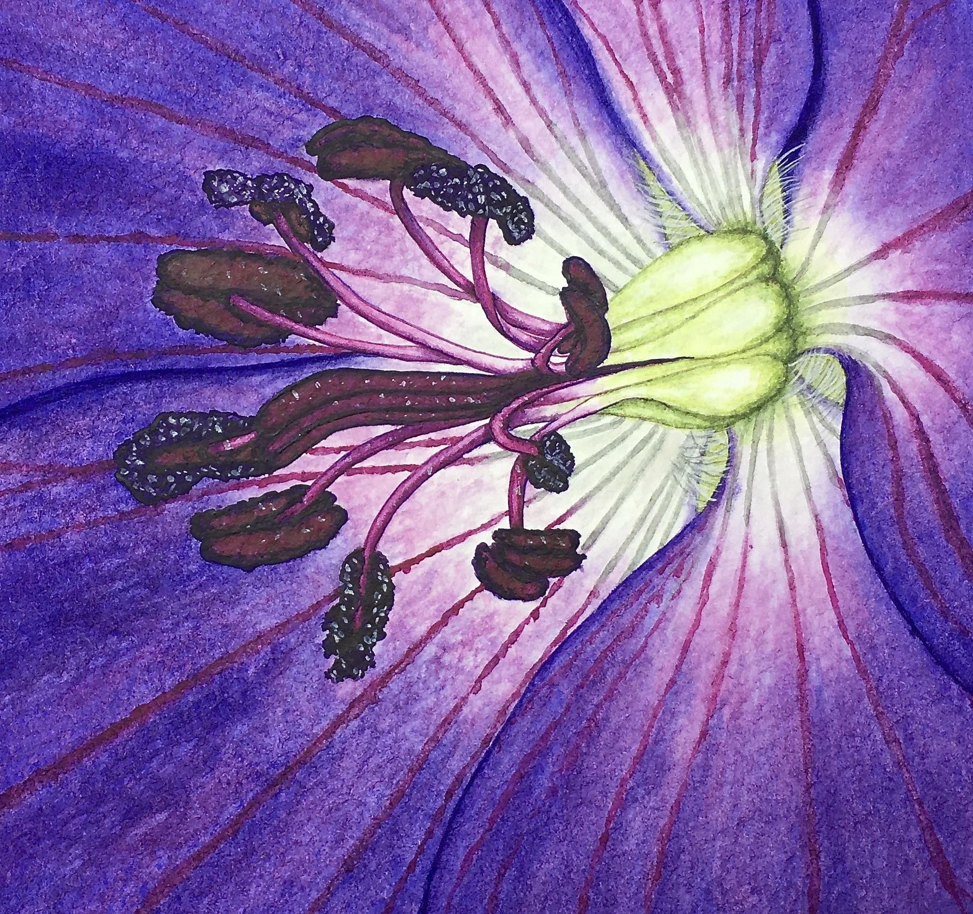 Geranium 2.jpg