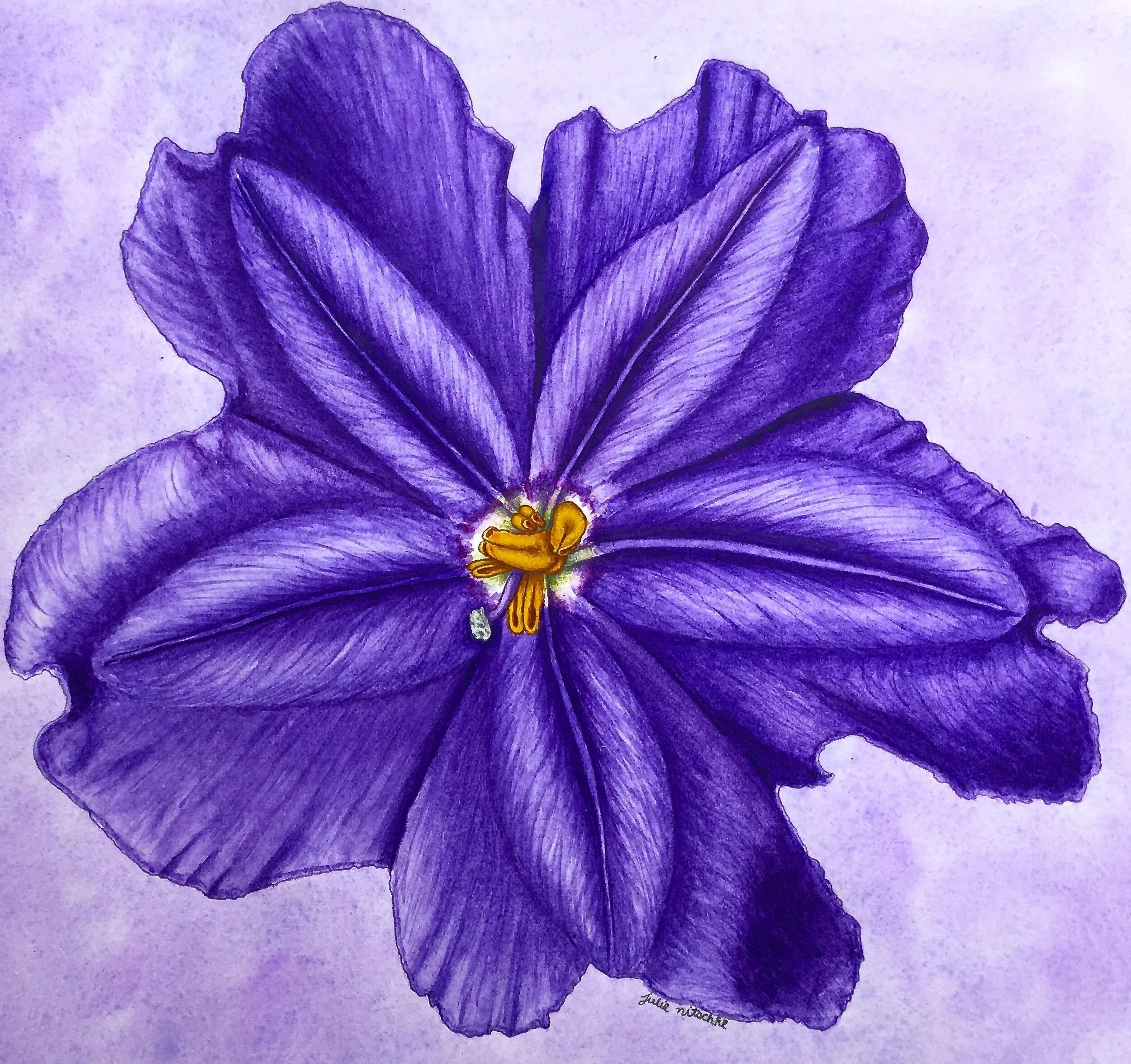 Kangaroo Apple.jpg