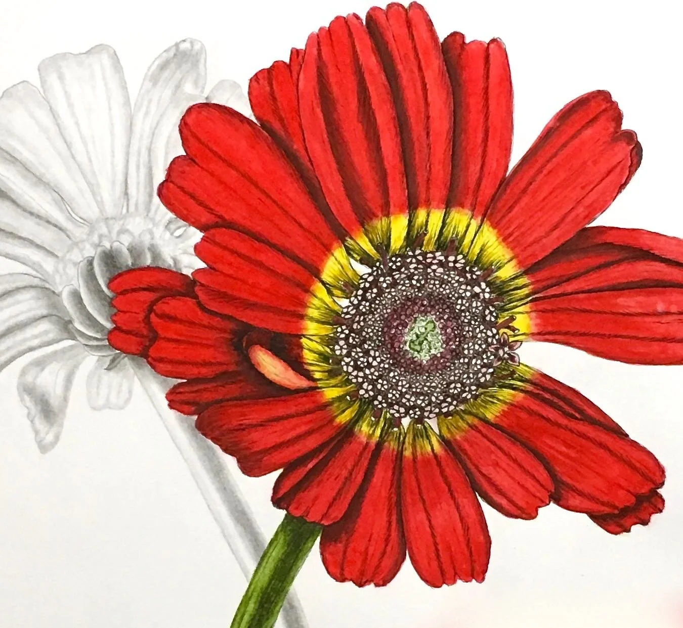Chrysanthemum red .jpg