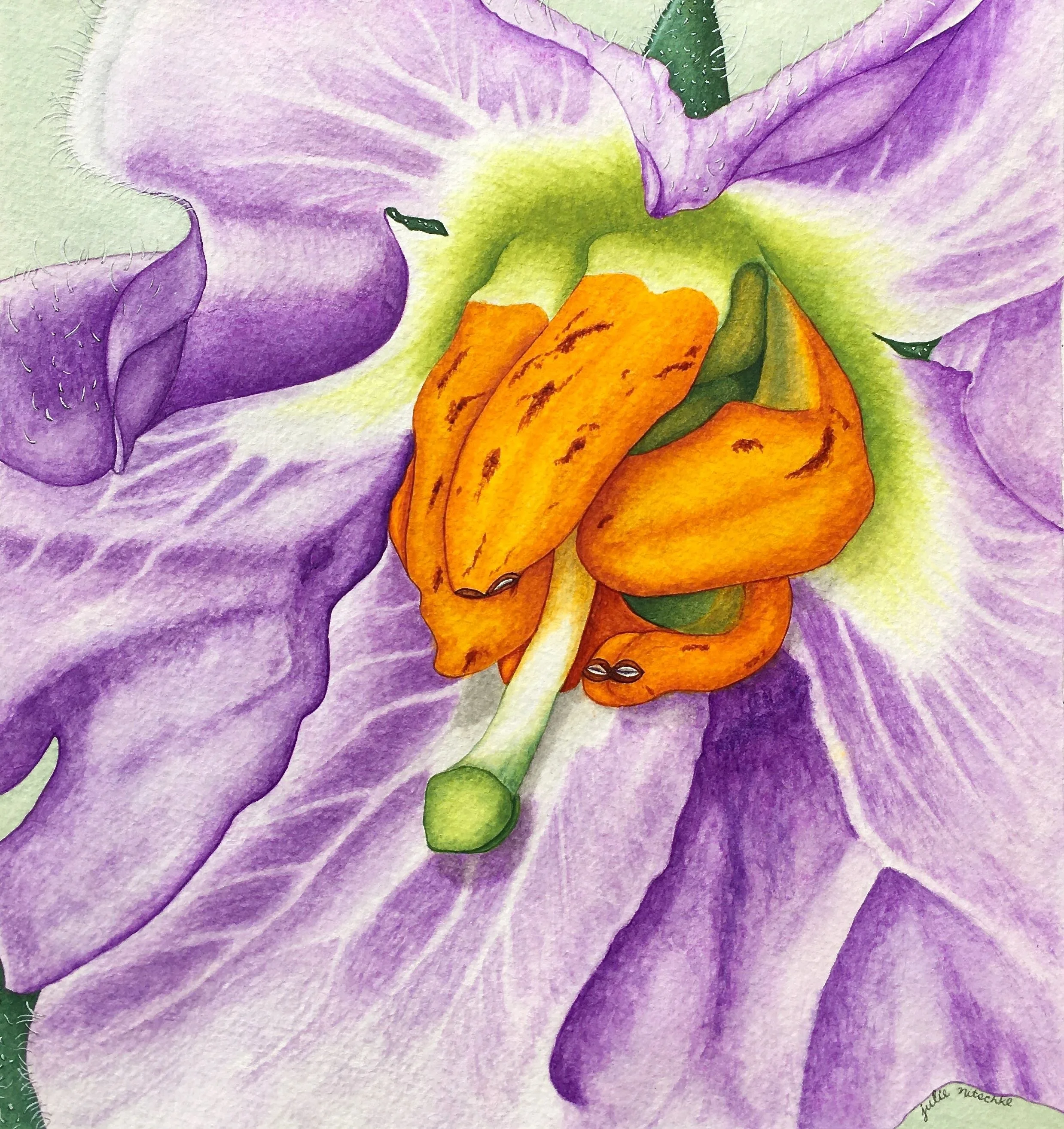 Potato flower.jpg