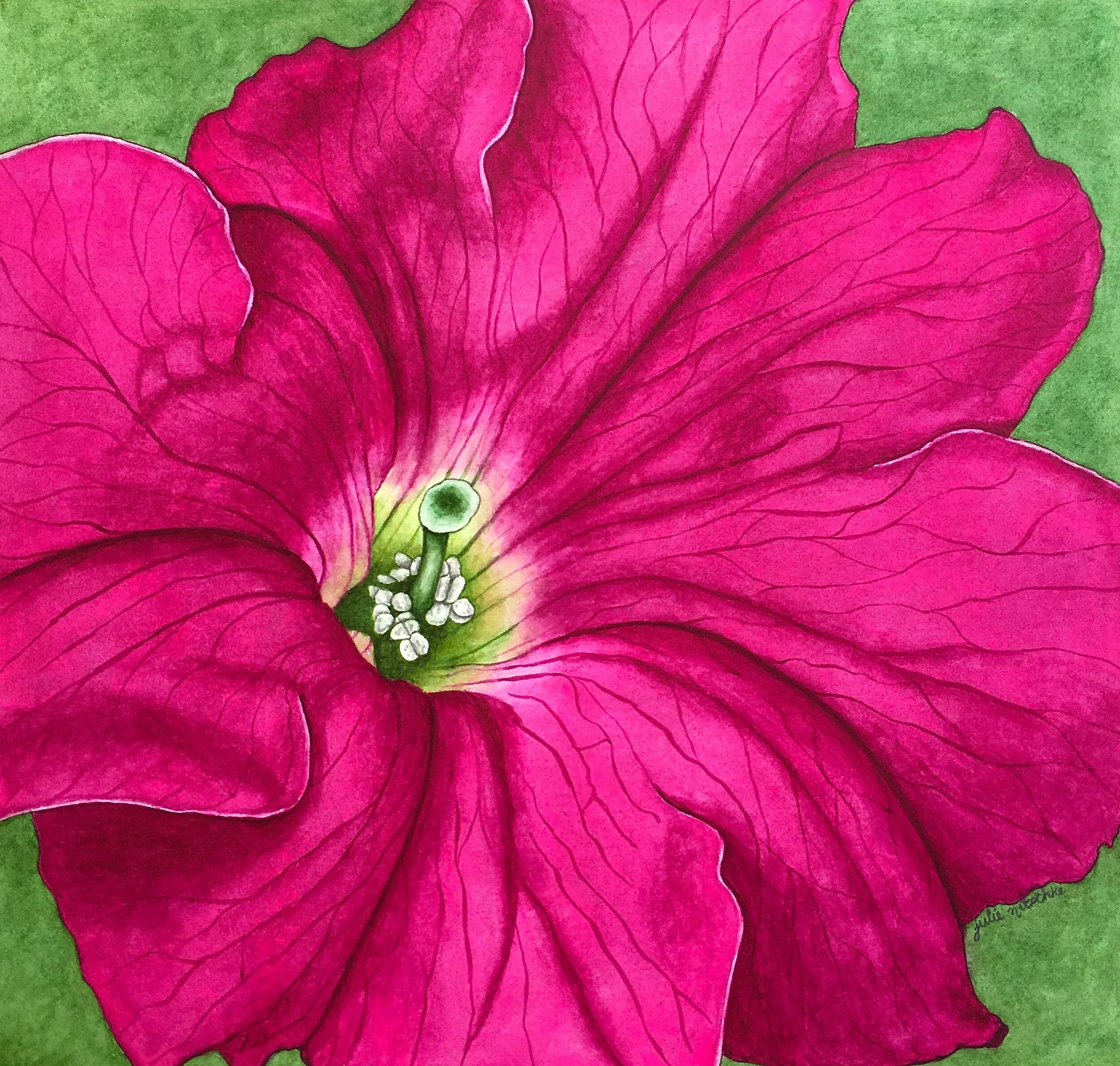 Petunia magenta.jpg