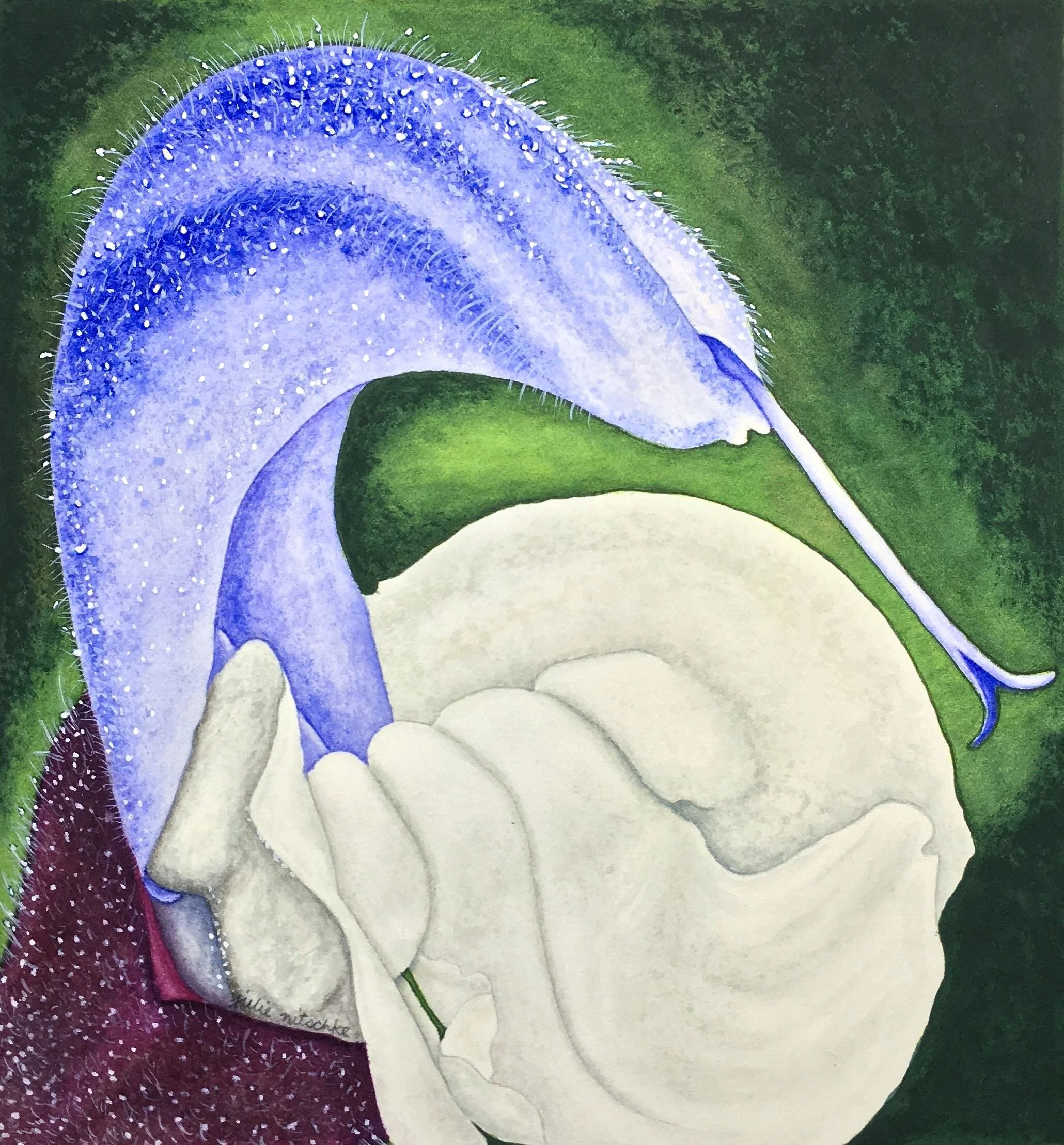 Blue haze sage.jpg
