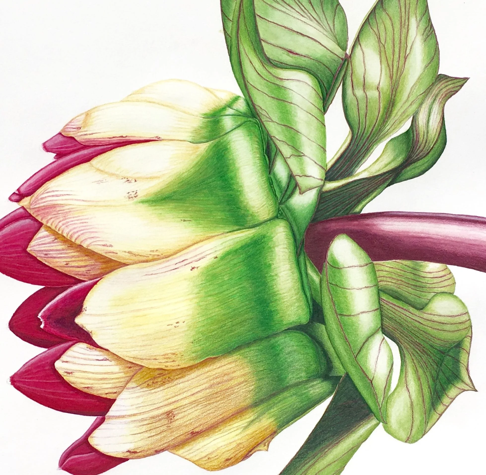 Dahlia Bud.jpg