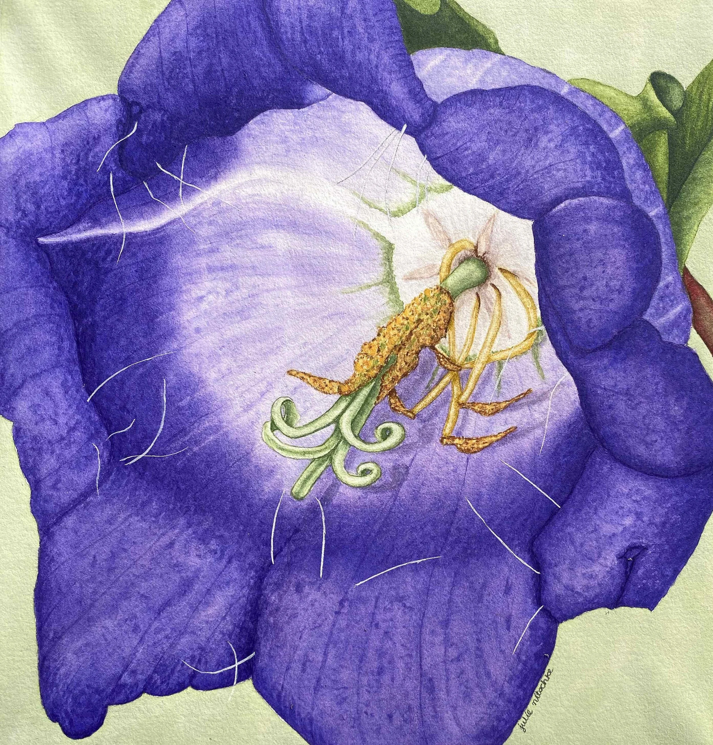Canterbury Bell.jpg