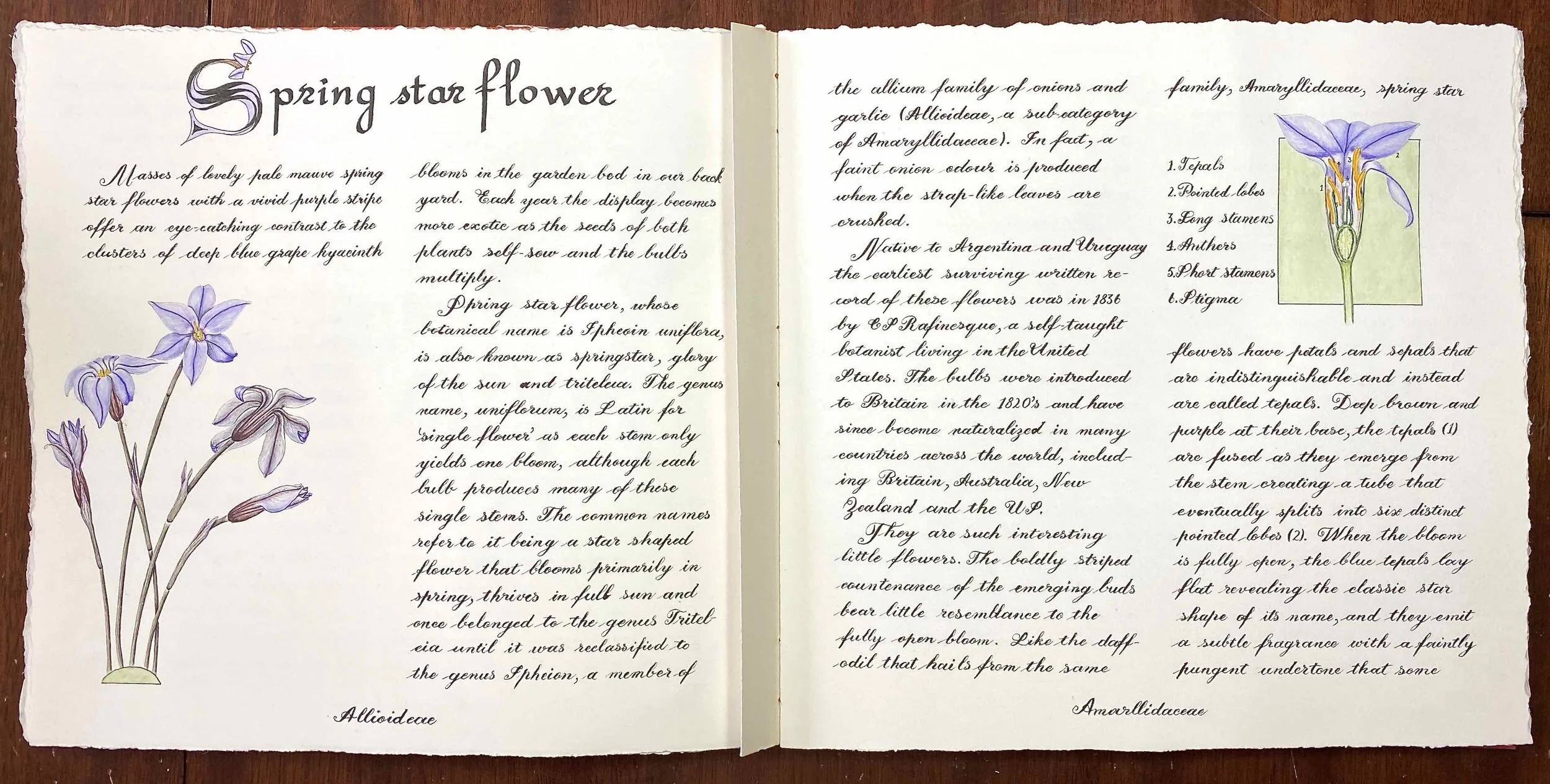 Spring star sketchbook 1a.jpg