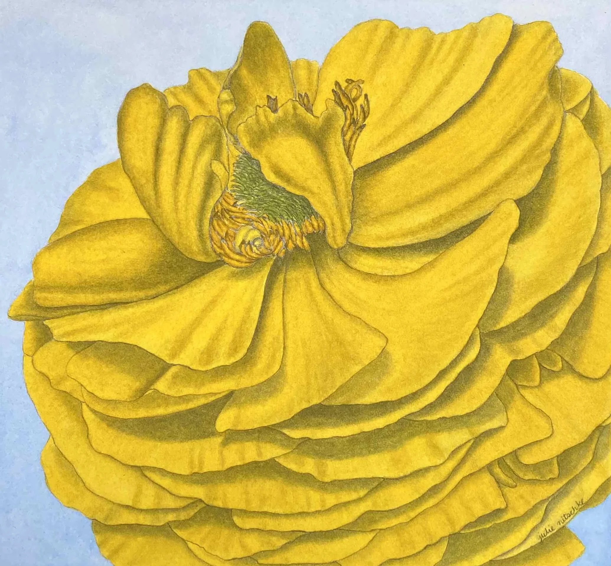 Golden buttercup.jpg