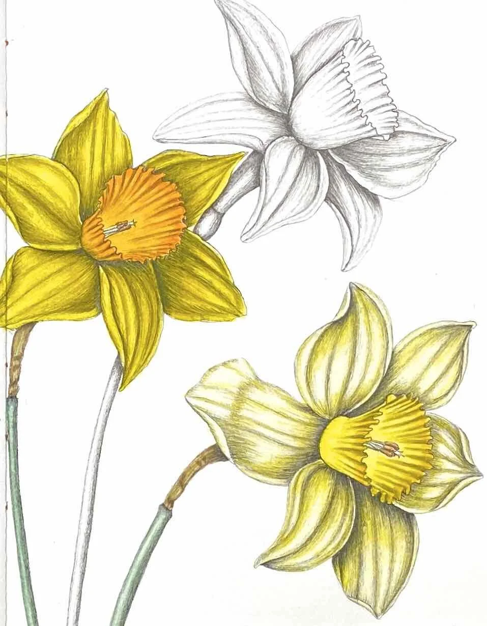 Daffodil