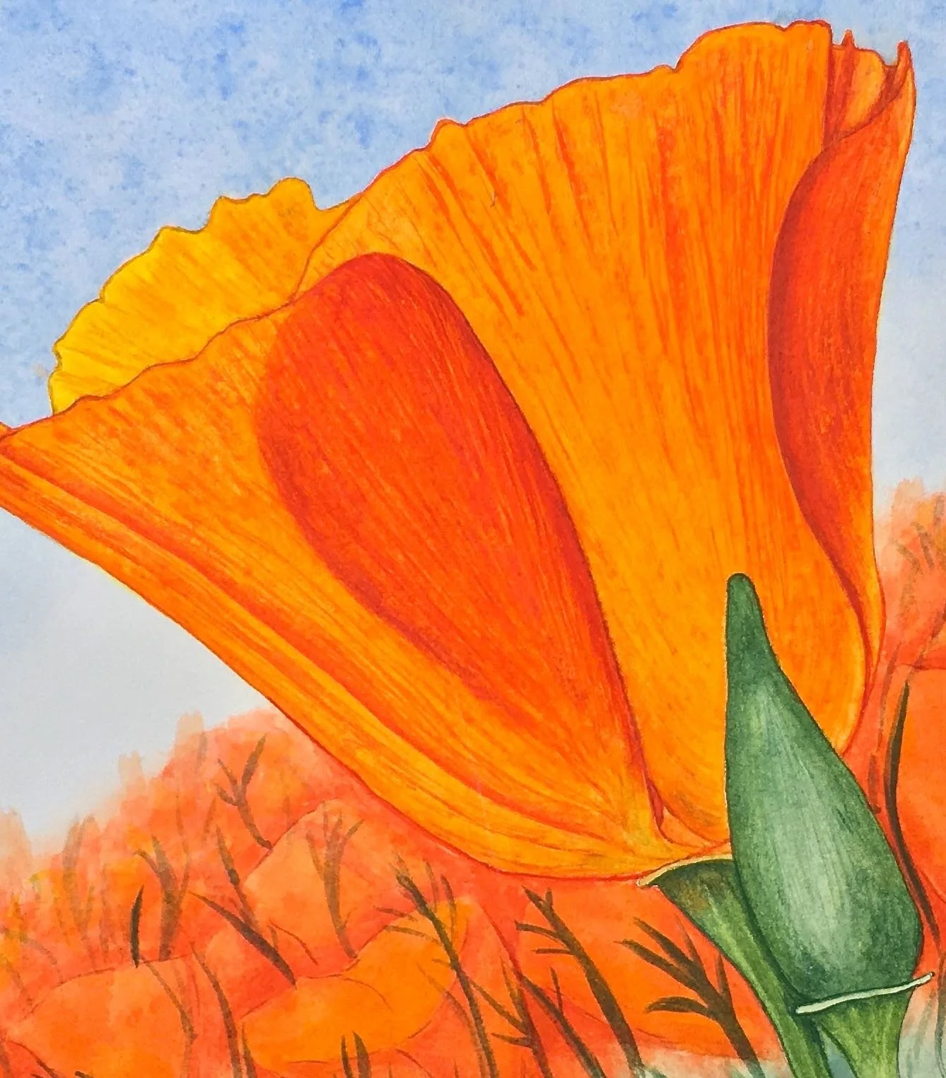 California Poppy