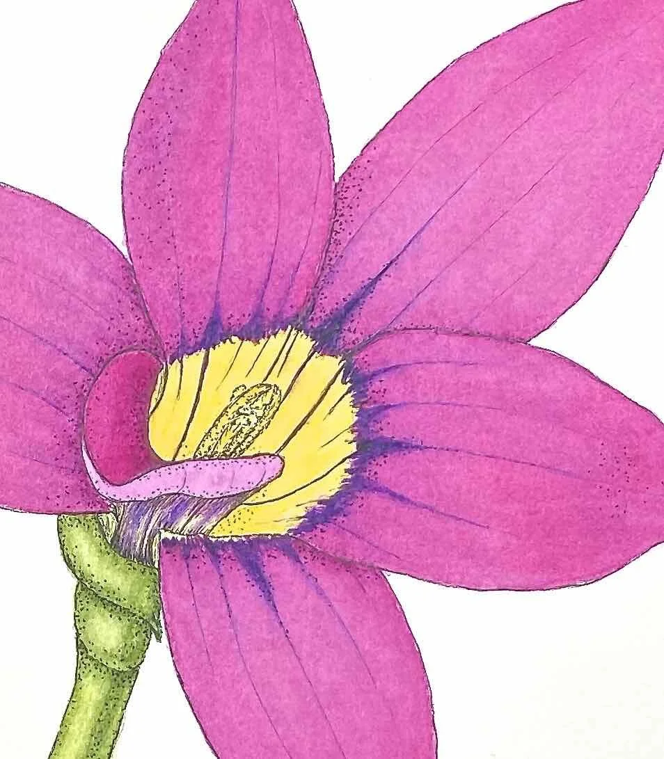 Onion grass flower 1.jpg