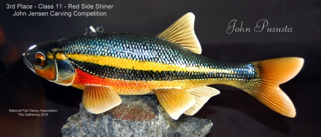 c11 3rd red shiner.jpg