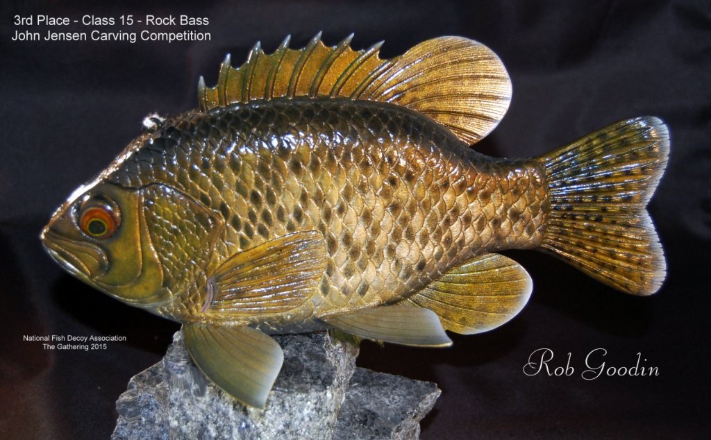 c15 3rd rockbass.jpg