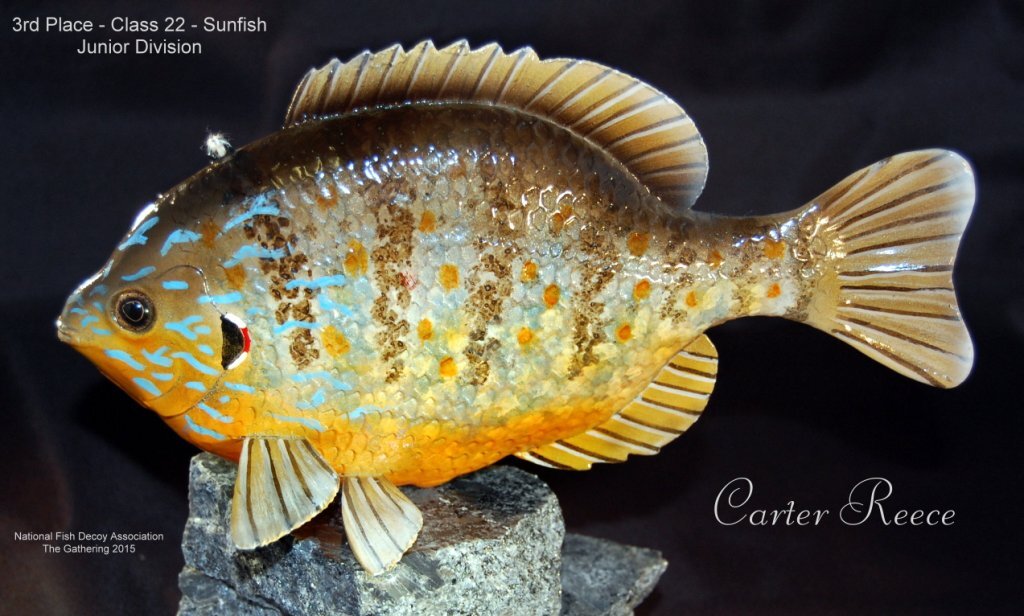 c22 3rd sunfish.jpg