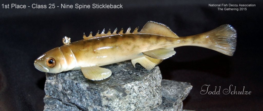 c25 1st stickleback.jpg