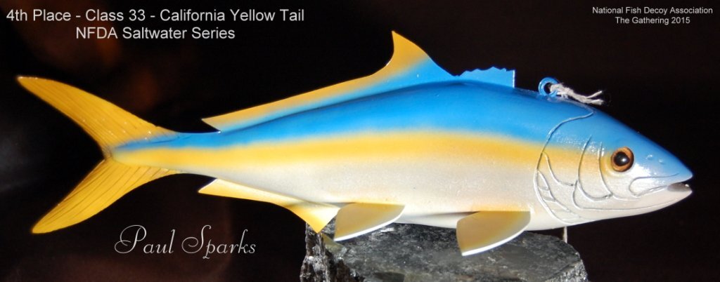 c33 4th yellowtail.jpg