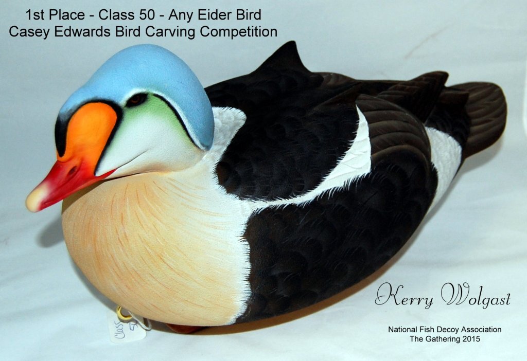 c50 1st eider.jpg