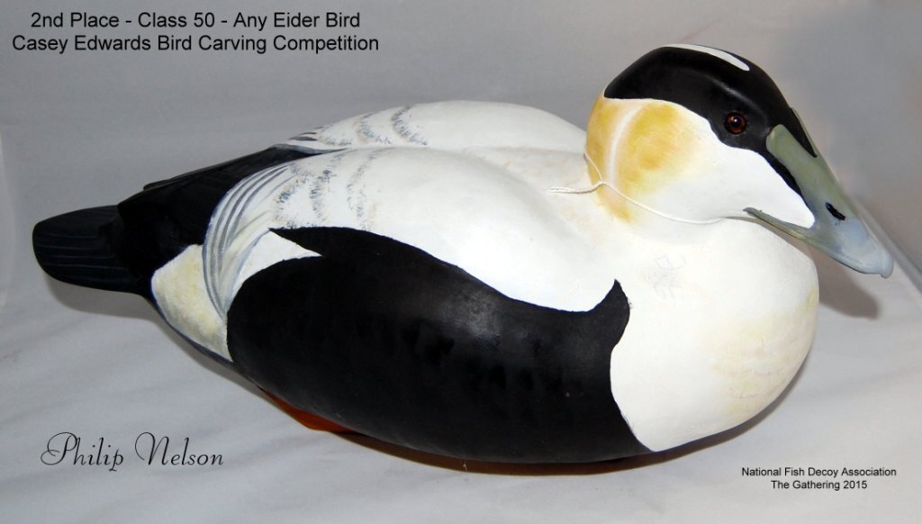 c50 2nd eider.jpg