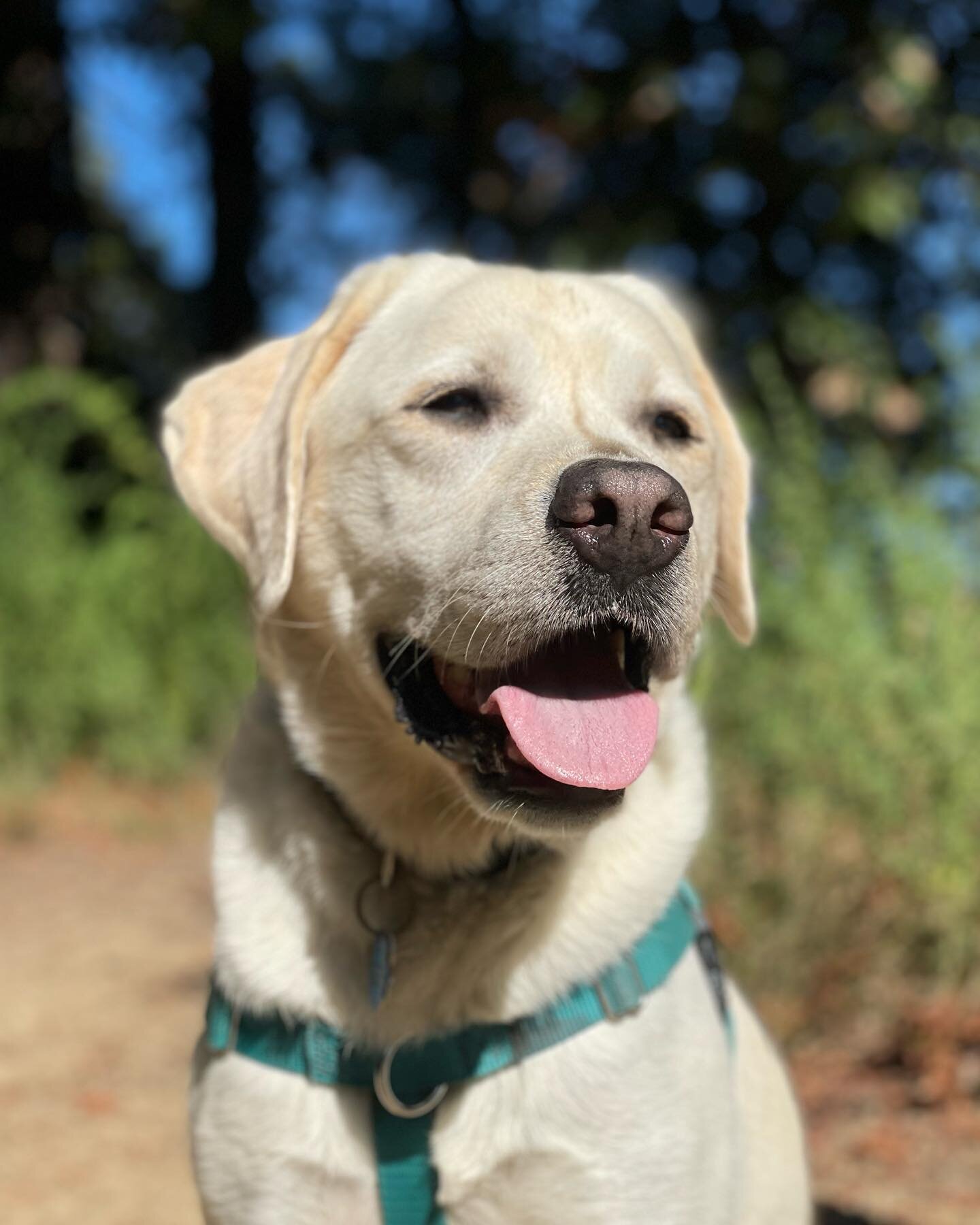 I have not posted pics of this cutie in awhile. Kona rocks! #marincanineadventures #doglife #happydog #dogsofinsta #dogsofinstagram #dogohotography #marindogs #traildogs #hikewithdogs #outdoordogs #labrador #labradorretriever #labradorretrieversofins