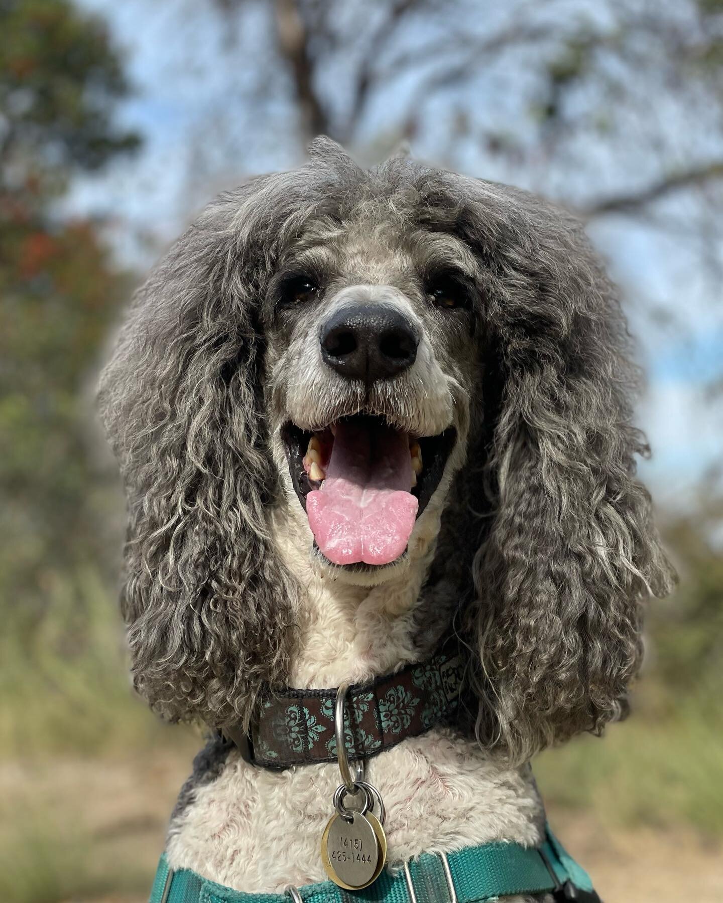 We are so happy to have Sprocket join our crew! He is the funniest fluffer nutter! #marincanineadventures #doglife #happydog #dogsofinsta #dogsofinstagram #dogohotography #marindogs #traildogs #hikewithdogs #outdoordogs #poodle #poodles #poodlesofins