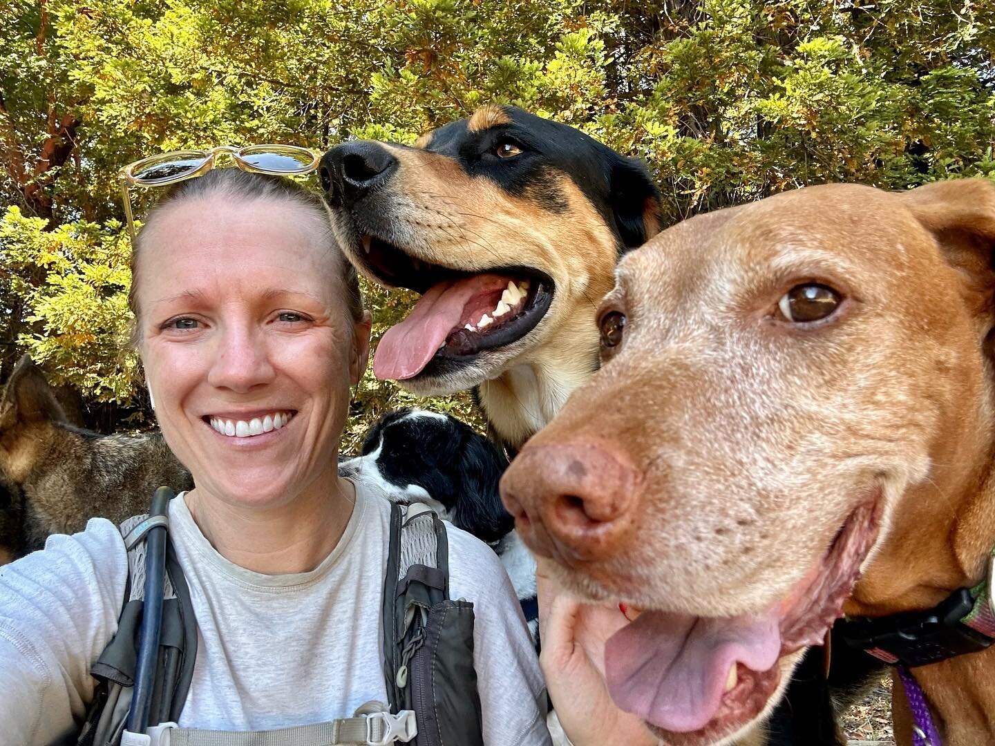 Another beautiful day on the mountain. It was warm out and my feet hurt. So, we backed off and had a cuddle huddle. #marincanineadventures #doglife #happydog #dogsofinsta #dogsofinstagram #dogohotography #marindogs #traildogs #hikewithdogs #outdoordo
