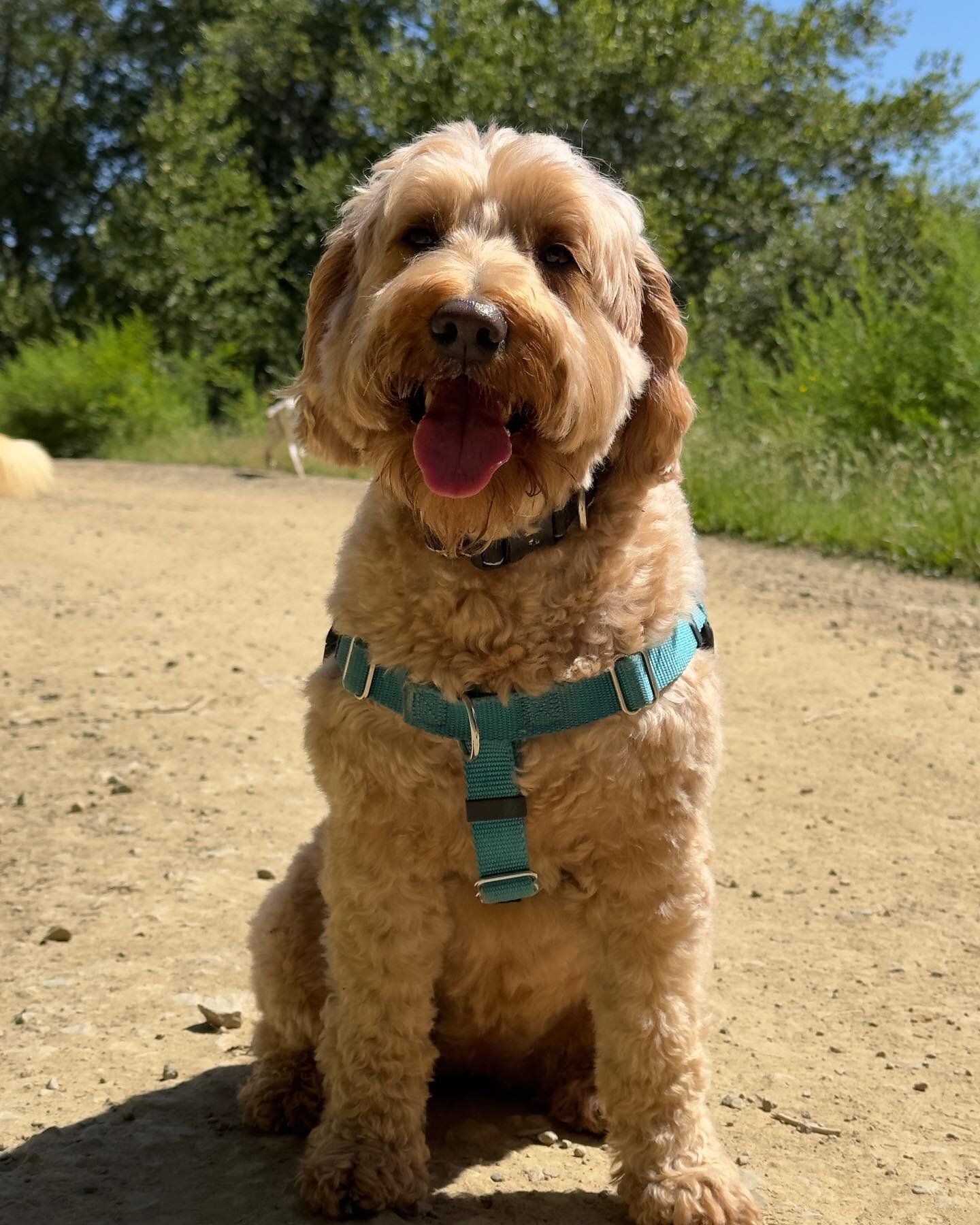 Way late in the game introducing Penny! Penny loves her hiking buddies and meeting every single human on the trail! #marincanineadventures #doglife #happydog #dogsofinsta #dogsofinstagram #dogohotography #marindogs #traildogs #hikewithdogs #outdoordo