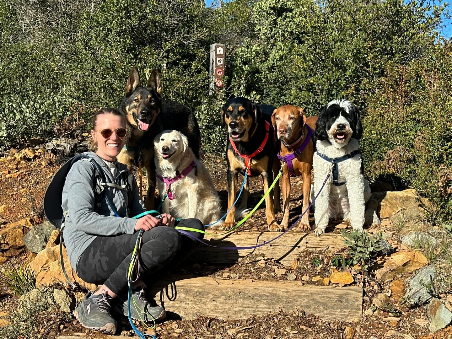 Happy weekend everyone. So grateful I get to spend time with my four-legged friends. They bring so much joy and meaning to my life. Dogs rule! #marincanineadventures #doglife #happydog #dogsofinsta #dogsofinstagram #dogohotography #marindogs #traildo