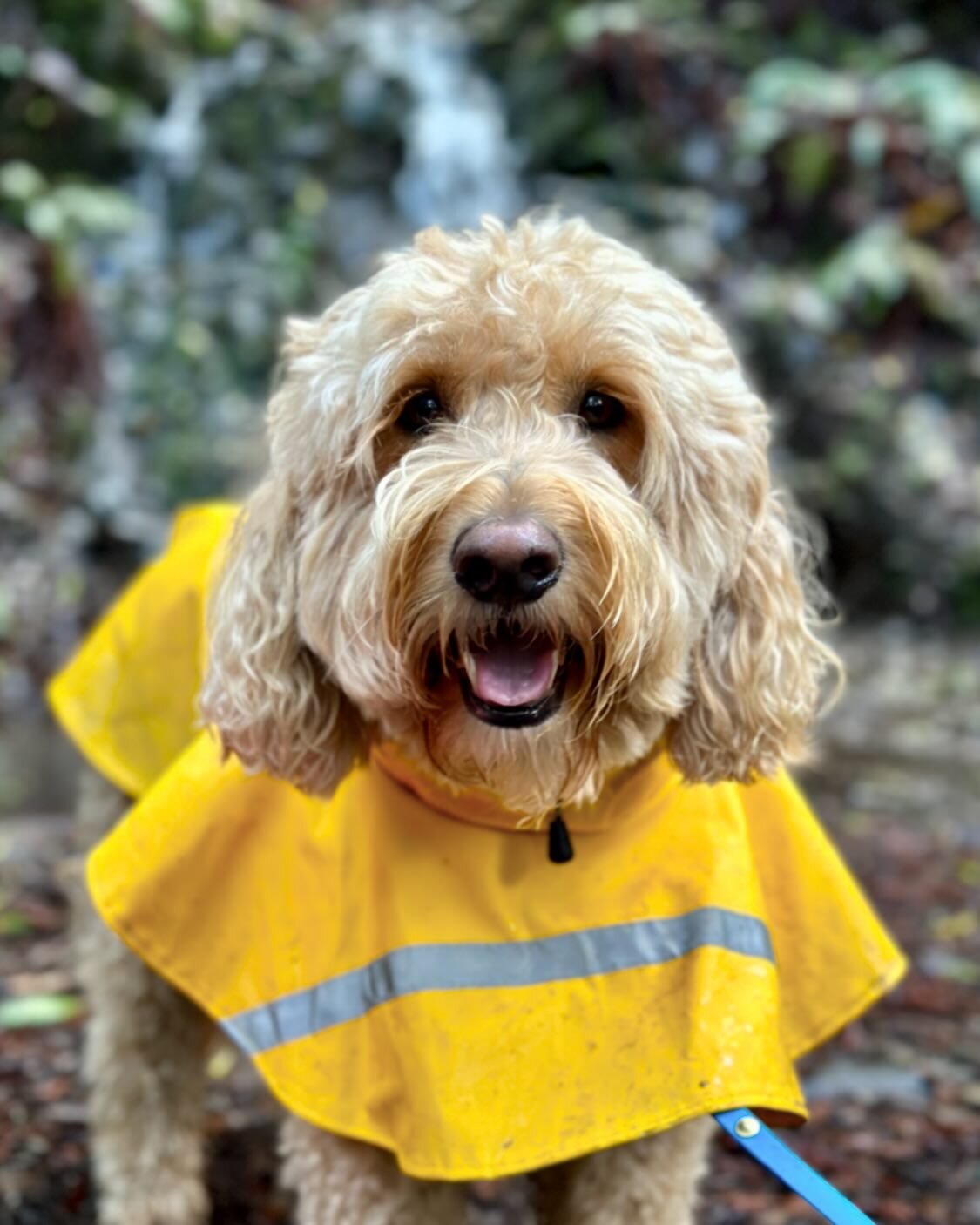 George looking fabulous last week. Get your raincoat ready for Wednesday bud! #marincanineadventures #doglife #happydog #dogsofinsta #dogsofinstagram #dogohotography #marindogs #traildogs #hikewithdogs #outdoordogs #goldendoodle #goldendoodles #golde