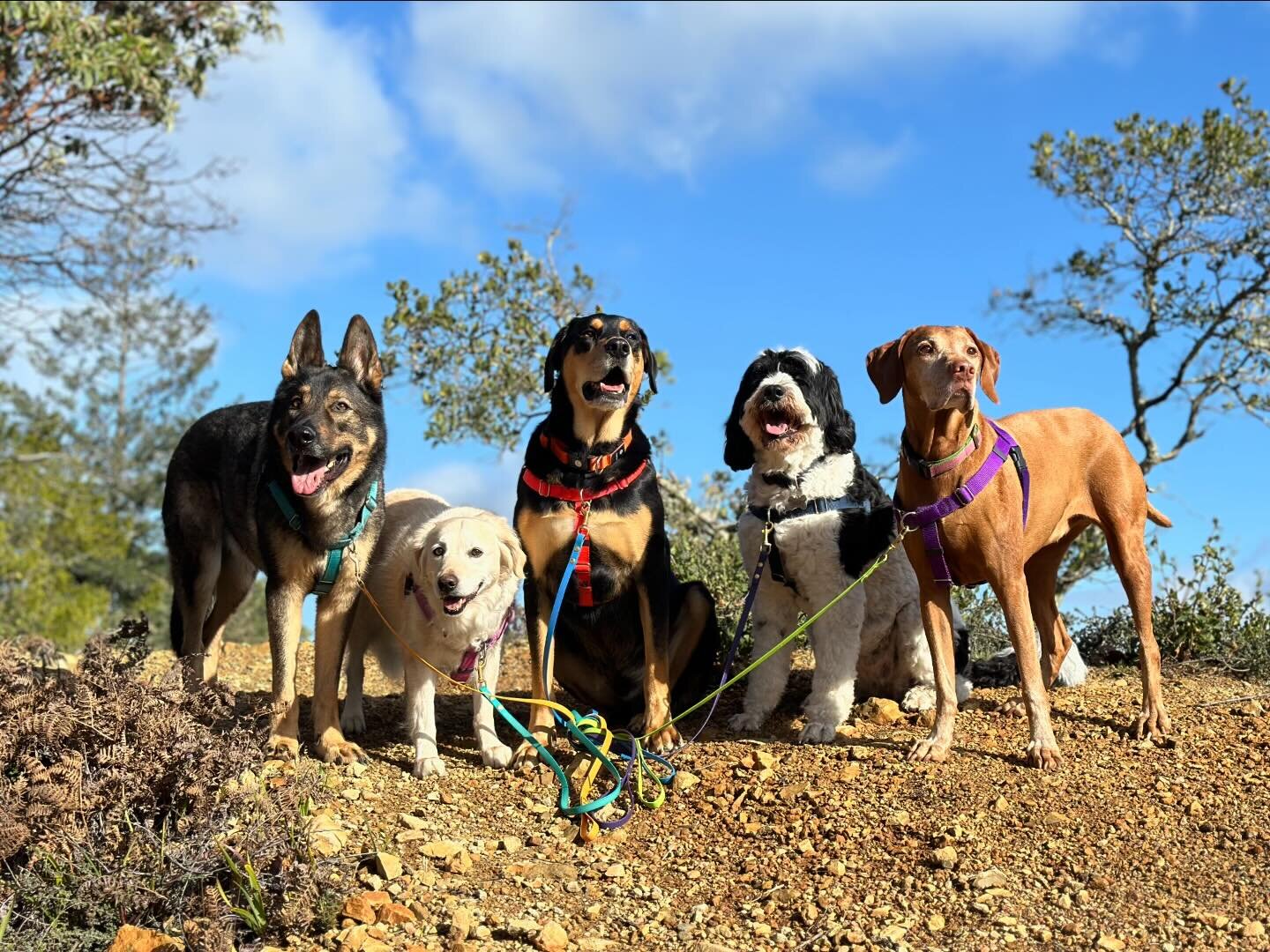 We are going to enjoy the dry weather for the next couple of days and then jump in puddles! #marincanineadventures #doglife #happydog #dogsofinsta #dogsofinstagram #dogohotography #marindogs #traildogs #hikewithdogs #outdoordogs