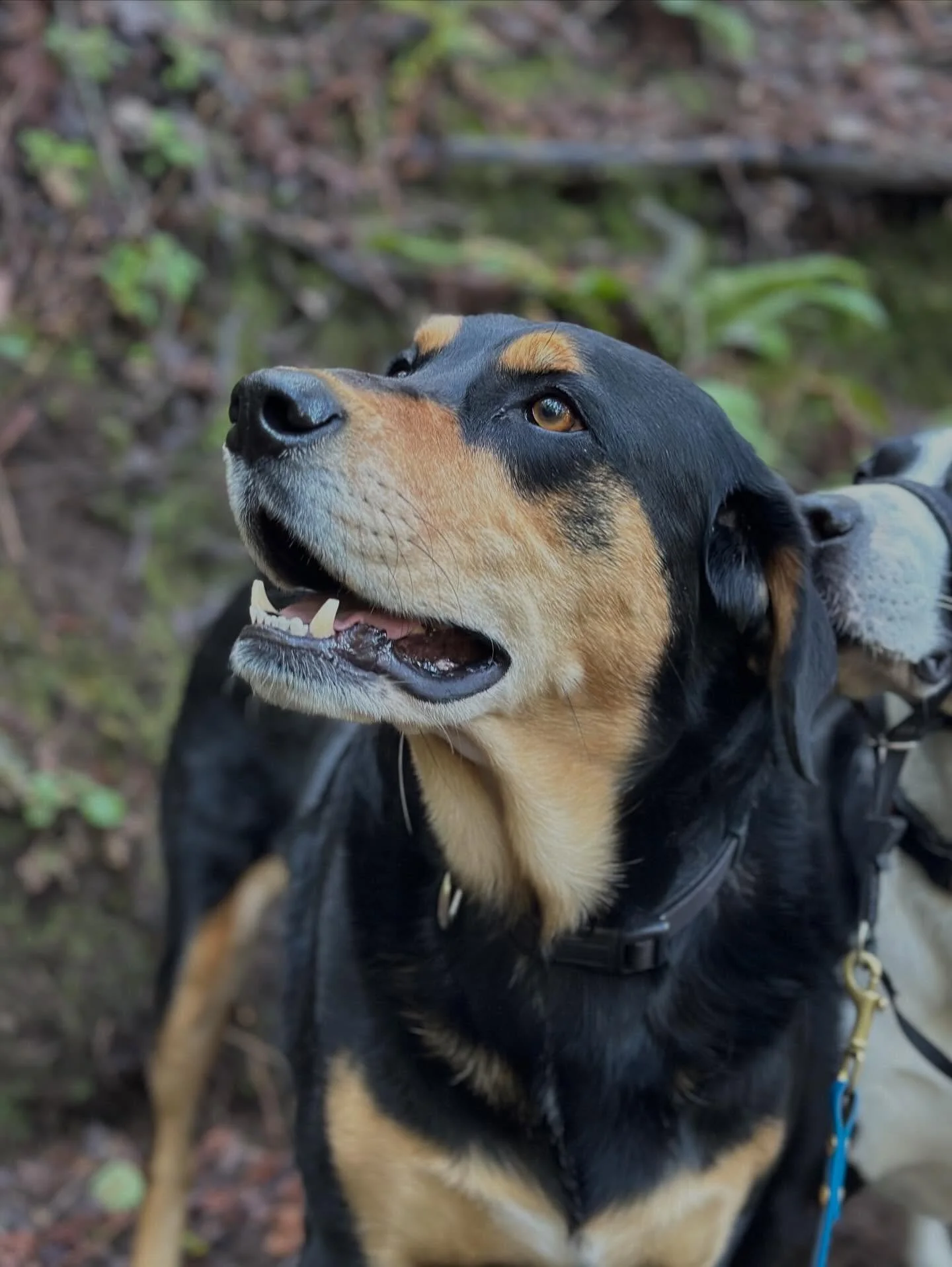 Happy pups! #marincanineadventures #doglife #happydog #dogsofinsta #dogsofinstagram dogohotography marindogs traildogs hikewithdogs outdoordogs