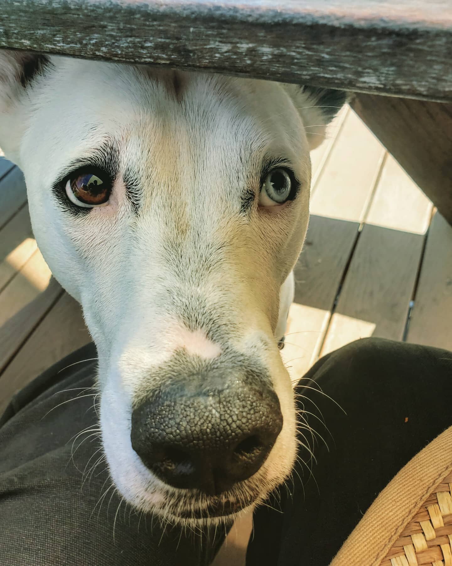 &quot;Oh yes Daddy, pretty please. I'm a good girl, I am.&quot; --FoMo
.
.
#fomothedog #pubdog #garbagedisposal #luckydog #winning #imverypretty