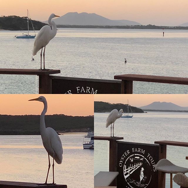 Our latest tour guest dropped in to share last nights beautiful sunset!
Does anyone know what type of bird?