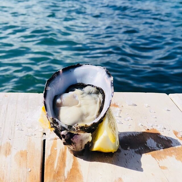 Dreaming about Coffin Bay Oysters?? @coffinbayoysterfarmtours @oysterhqcoffinbay @coffinbayholidays #coffinbayoysters #eyrepeninsula #oysters