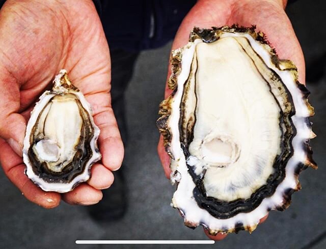 During the 1918 influenza epidemic, oysters were the hoarder equivalent of today's toilet paper&mdash;stockpiling was ubiquitous, prices skyrocketed, black markets developed. Poachers raided oyster beds&mdash;you can often still see the remnants of s